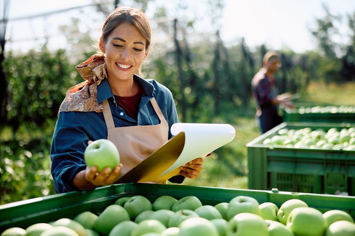Happy female orchard worker inspecting apples in crates during autumn harvest.
